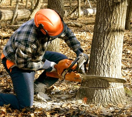 Tree Removal in Geigertown, PA